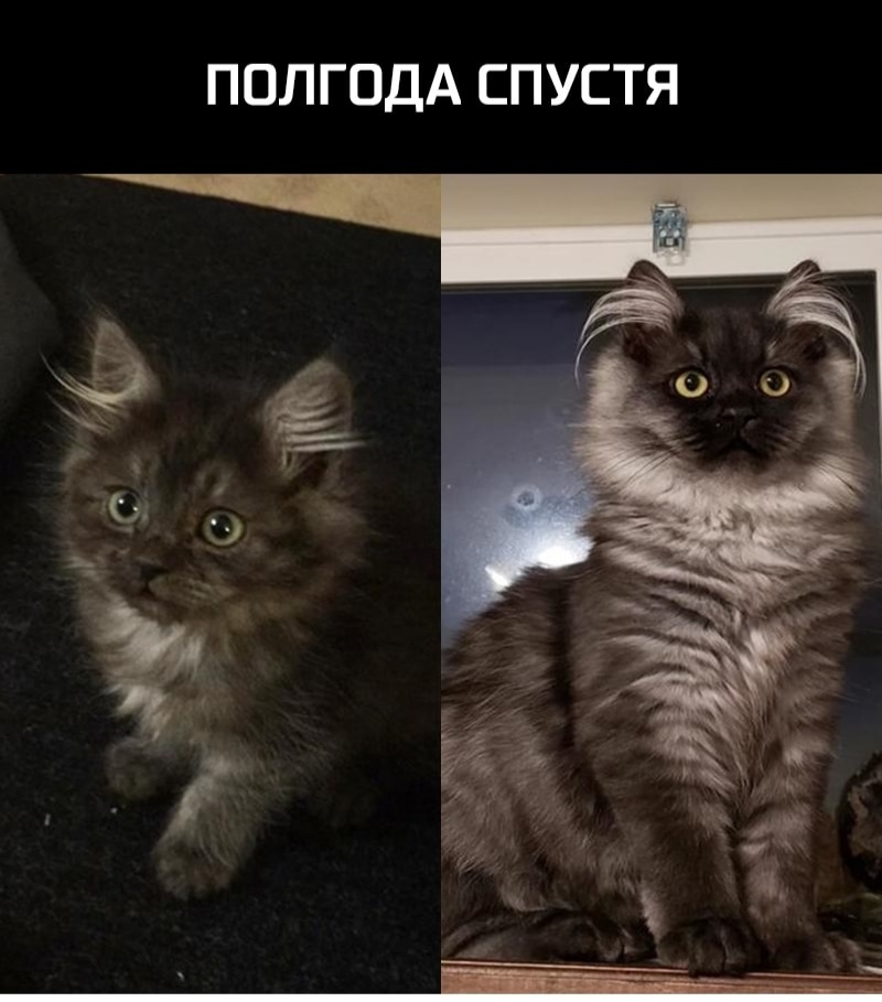 ПОЛГОДА СПУСТЯ