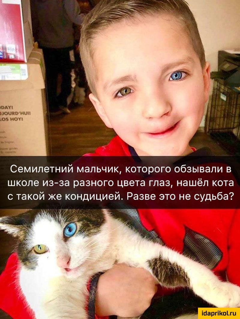 шип почва иш юз поп Семилетний мальчик которого обзывали в школе из за разного цвета глаз нашёл кота с такой же кондицией Разве это не судьба ігаргіюги