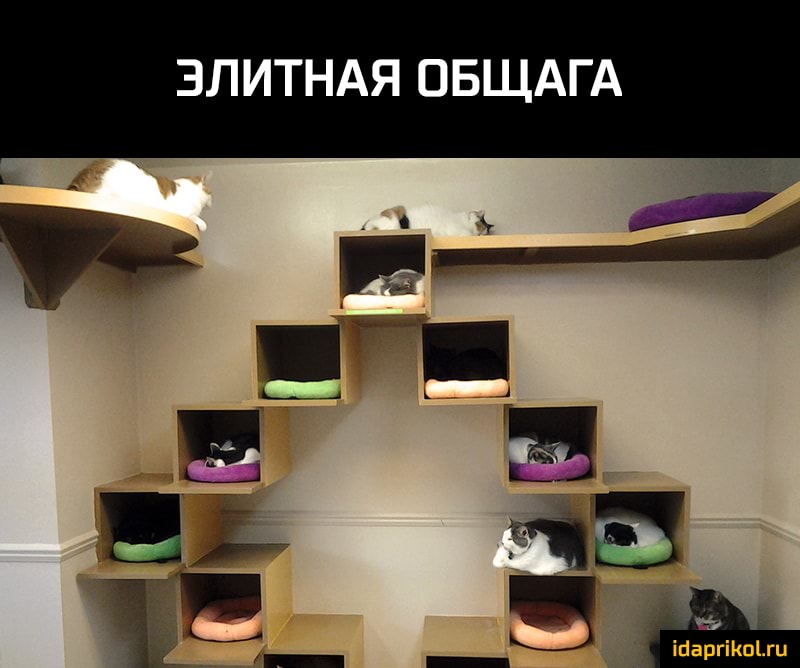 ЭЛИТНАЯ ОБЩАГА