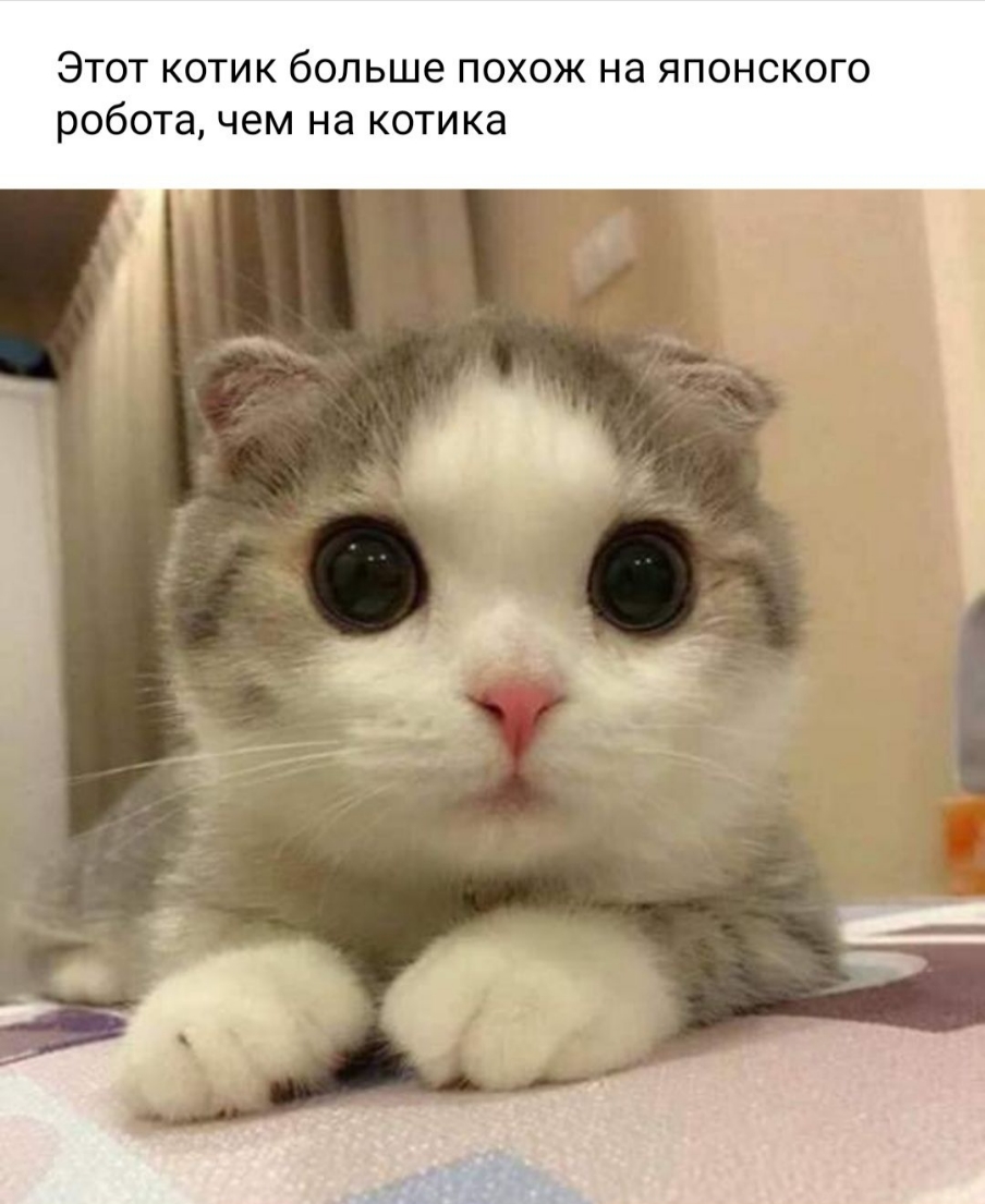 Этот котик больше похож на японского робота чем на котика