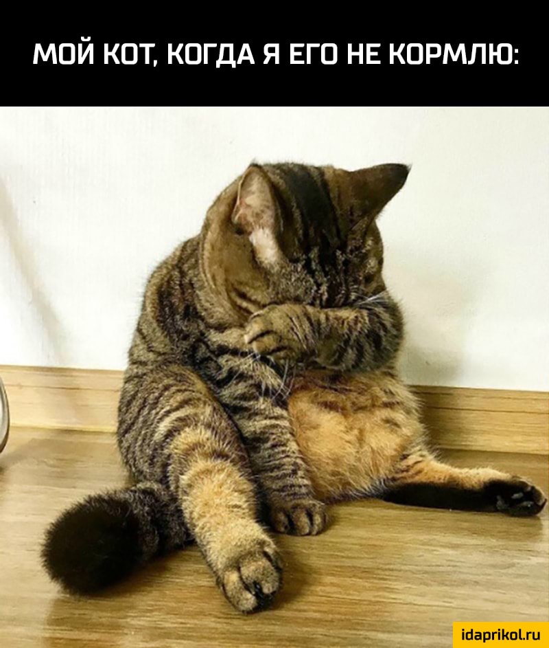 МОЙ КОТ КОГДА Я ЕГО НЕ КОРМЛЮ