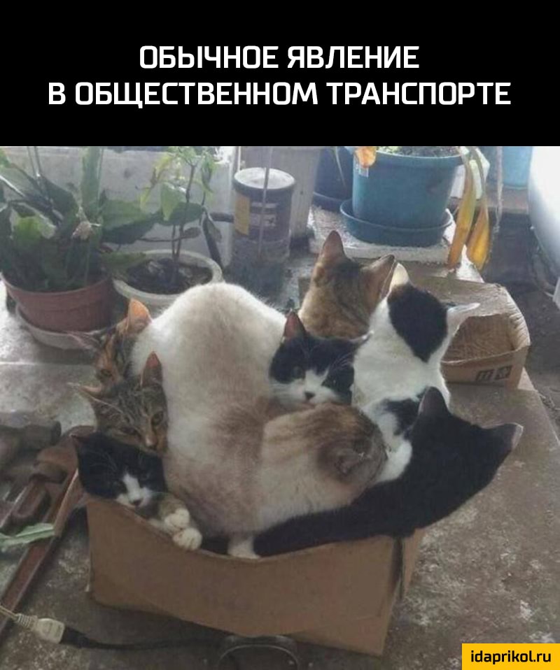 ОБЫЧНОЕ ЯВЛЕНИЕ В ОБЩЕСТВЕННОМ ТРАНСПОРТЕ