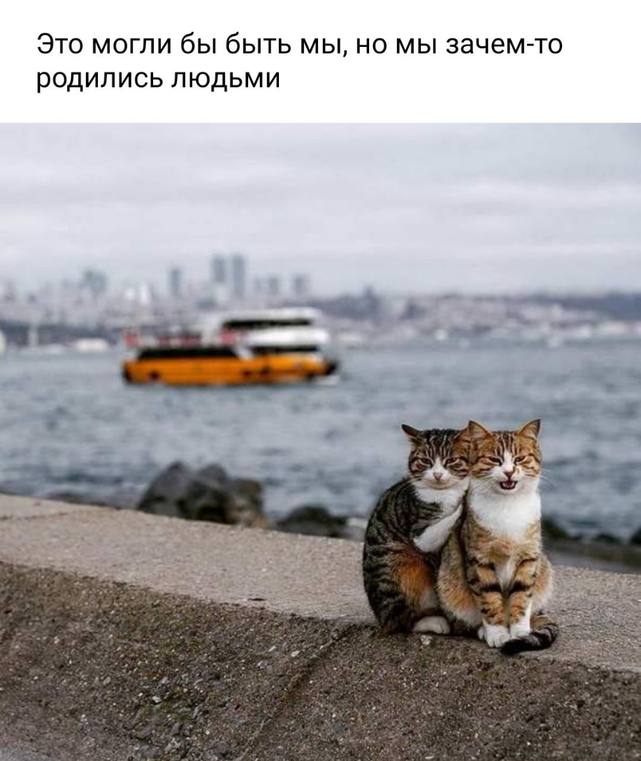 Это могли бы быть мы но мы зачем то родились людьми