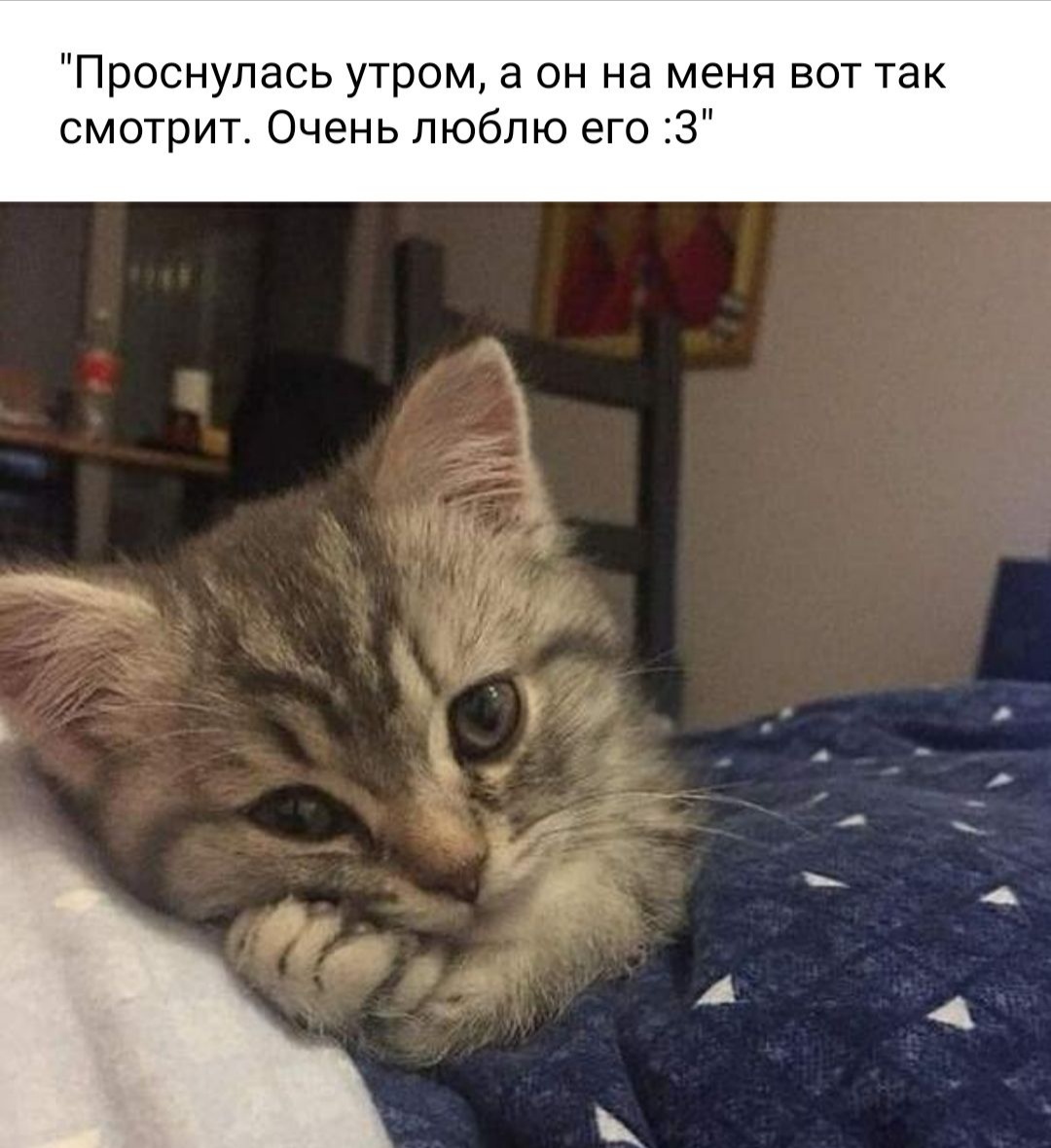 Проснулась утром а он на меня вот так смотрит Очень люблю его 3