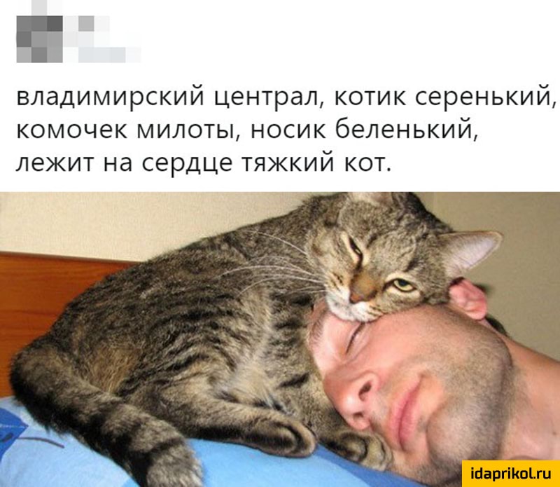 владимирский централ котик серенький комочек милоты носик беленький лежит на сердце тяжкий кот ібаргіКоЫи