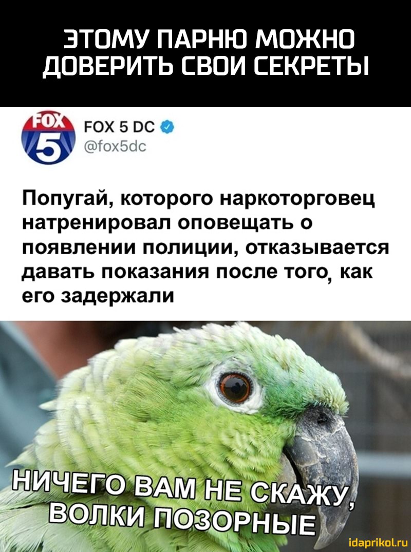 ЭТОМУ ПАРНЮ МОЖНО ДОВЕРИТЬ СВОИ СЕКРЕТЫ РОХ 5 ОС Мохбсіс Попугай которого наркоторговец натренировал оповещать о появлении полиции отказывается давать показания после того как его задержали