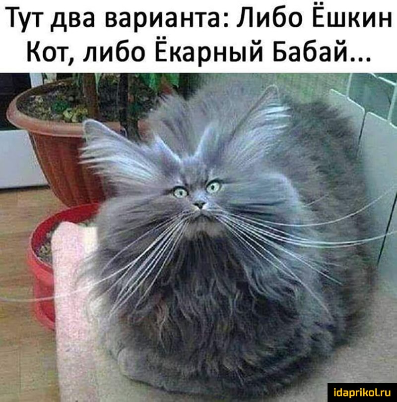 Тут два варианта Либо Ёшкин Кот либо Ёкарный Бабай ійвргіКпіти
