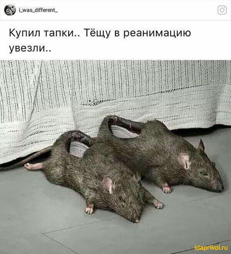 і_ша5_1іегет Купил тапки Тёщу в реанимацию увезли іааргпги