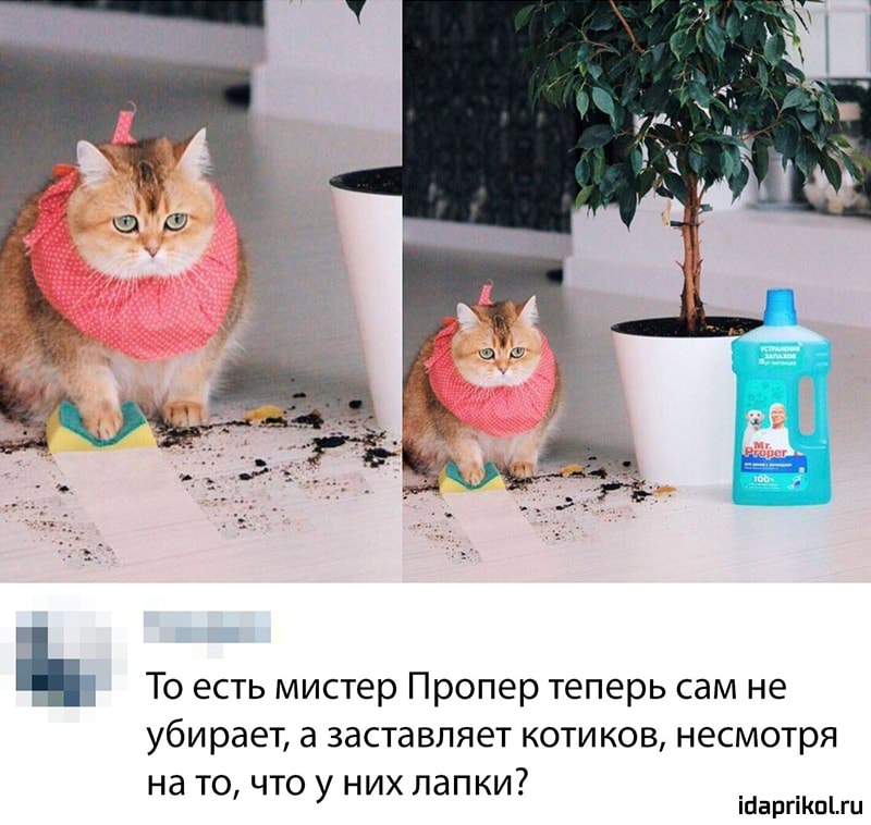 ъ То есть мистер Пропер теперь сам не убирает а заставляет котиков несмотря на то что у них лапки 1даргКо ги