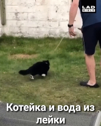Котейка и вода из_ лейки