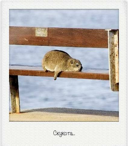 Скнкота
