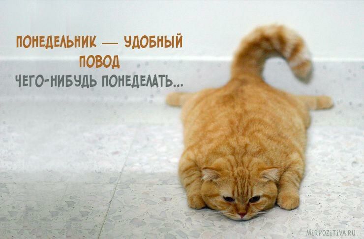понедыьник _ вдовныи повод чегоЬнивэдь понвдвмть Мікрошмки