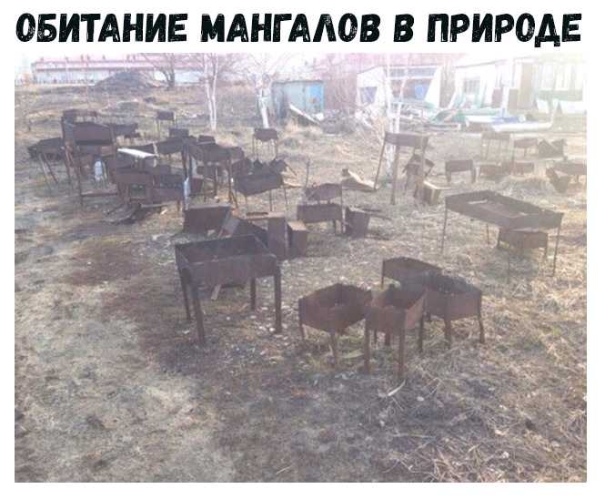 ОБИТАНИЕ МАНГААОВ В ПРИРОДЕ