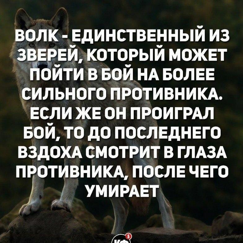 волк _ЕдинсТВЕнный из ізвЕЕЕй который МОЖЕТ Найти в вой НА БОЛЕЕ ильного противним Если ЖЕ он ПРОИГРАЛ БОЙ то до посЛЕДНЕго ВЗдОХА смотрит в ГЛАЗА противним посЛЕ ЧЕГО УМИРАЕТ к Г _