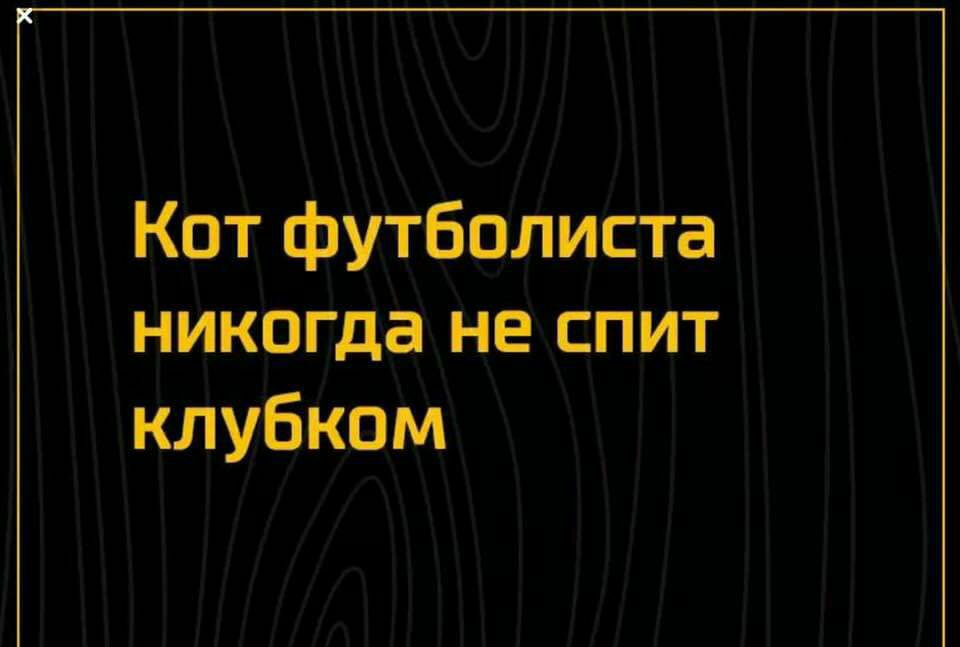 Кот футболиста никогда не спит клубком