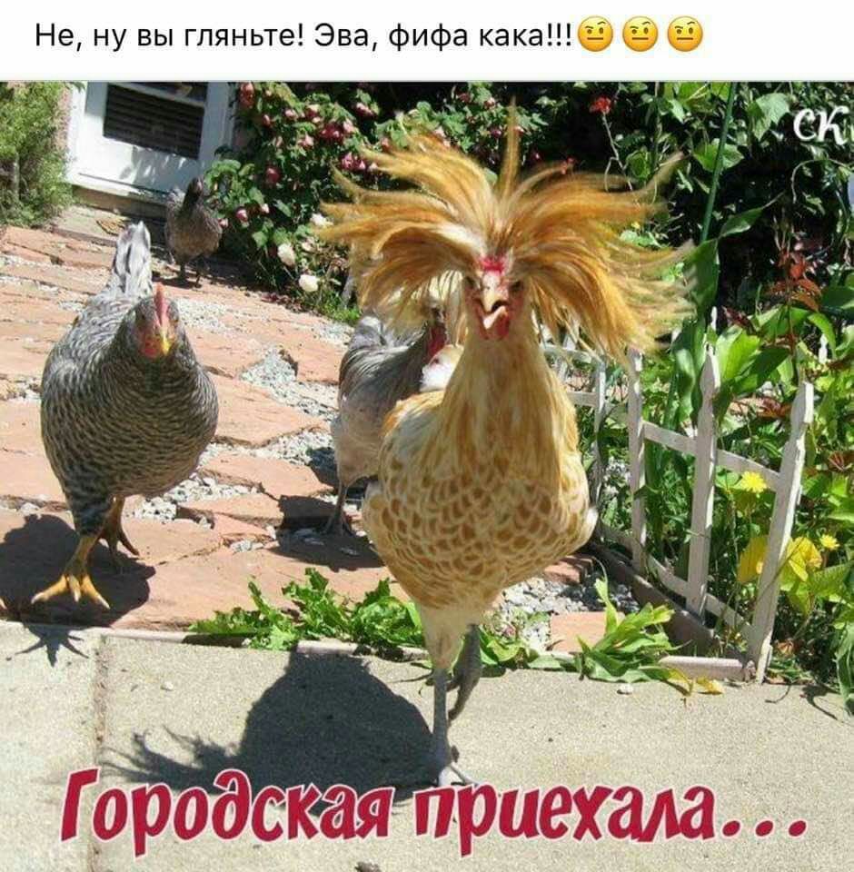 Не ну вы гляньте Эва фифа какабе