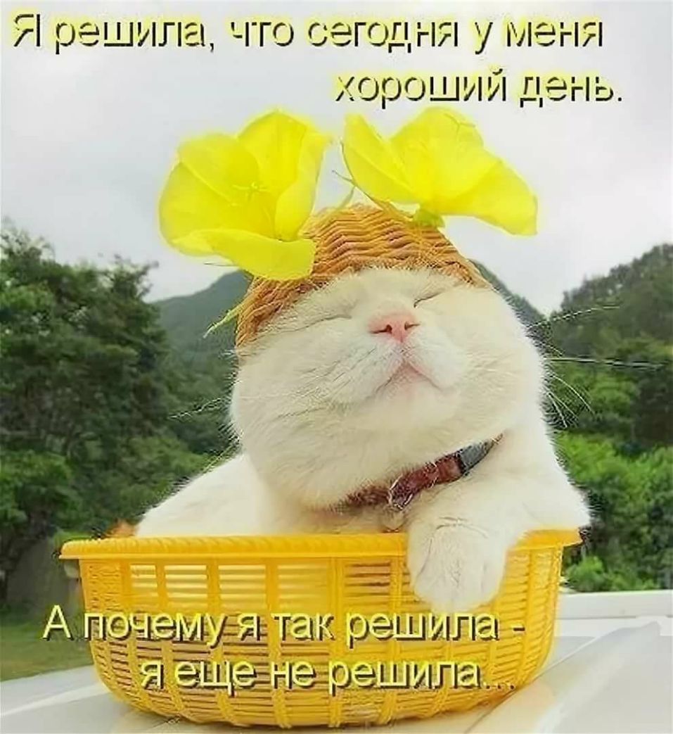г г решился ч го ОГОДгігі у МСН орошии день