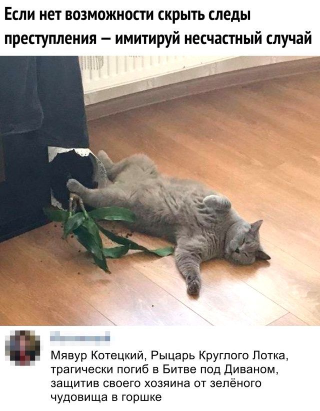 Если нет возможности скрыть следы преступления имитируй несчастный случай Мявур Котецкий Рыцарь Круглого Лотка трагически погиб в Битве под Диваном защитив своего хозяина от зелёного чудовища в горшке
