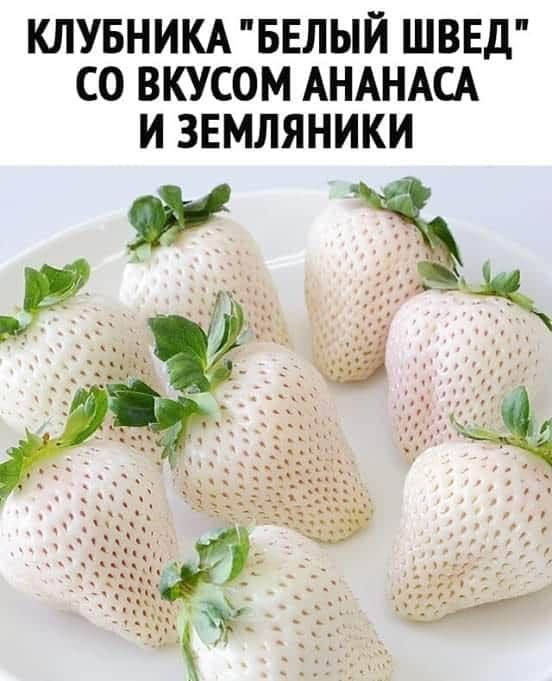 КЛУБНИКА БЕЛЫЙ ШВЕД СО ВКУСОМ АНАНАСА И ЗЕМЛЯНИКИ