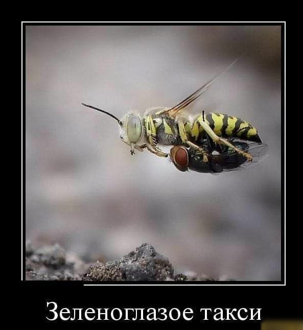 Зеленоглазое такси