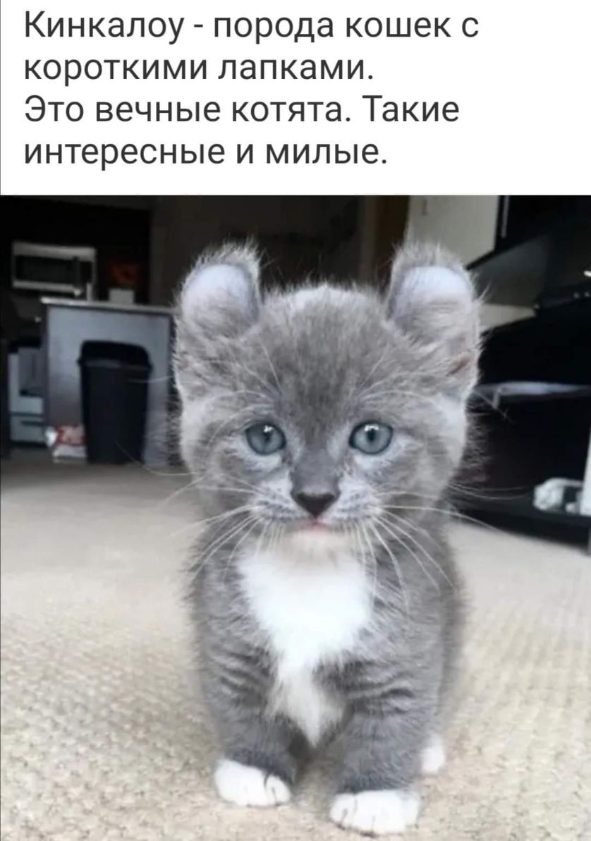Кинкалоу порода кошек с короткими лапками Это вечные котята Такие интересные И МИЛЫЗ