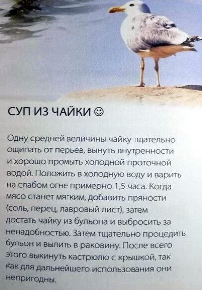 СУП ИЗ ЧАЙКИ Одну Средней величины чайку тща _ ощипать от перьев вынуть внутренности и хорошо промыть холодной прот нои водой Положить в холодную воду и варить вслабом огне примерно 15 часа когда 50 станет мягким добавить пряности сипь перец лавровый лист затем лопать чайку из бульона и выбросить за ненадобностью Затем тщательно процедить и выпить в раковину После всего кастрюлю с крышкой так шею 