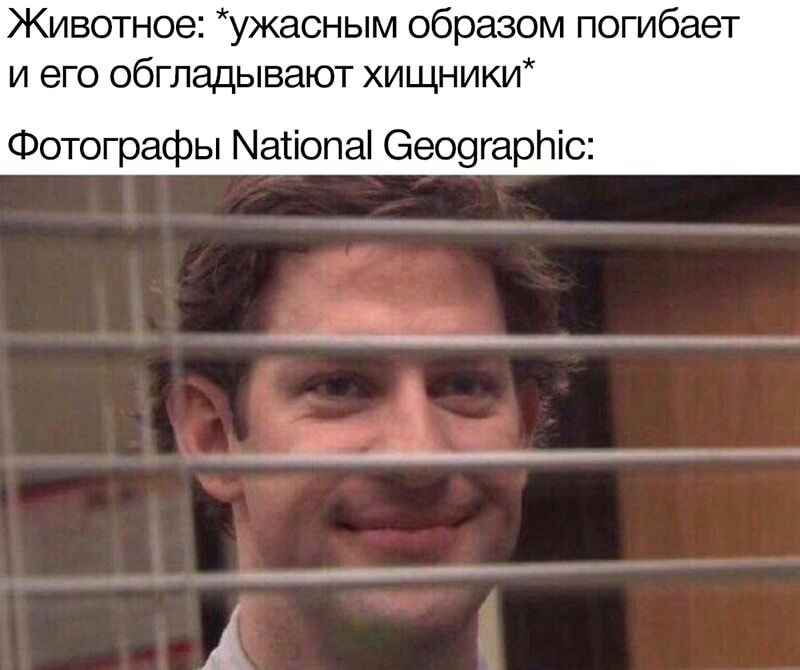 Животное ужасным образом погибает и его обгладывают хищники Фотографы Матіопаі 6909гарг1іс
