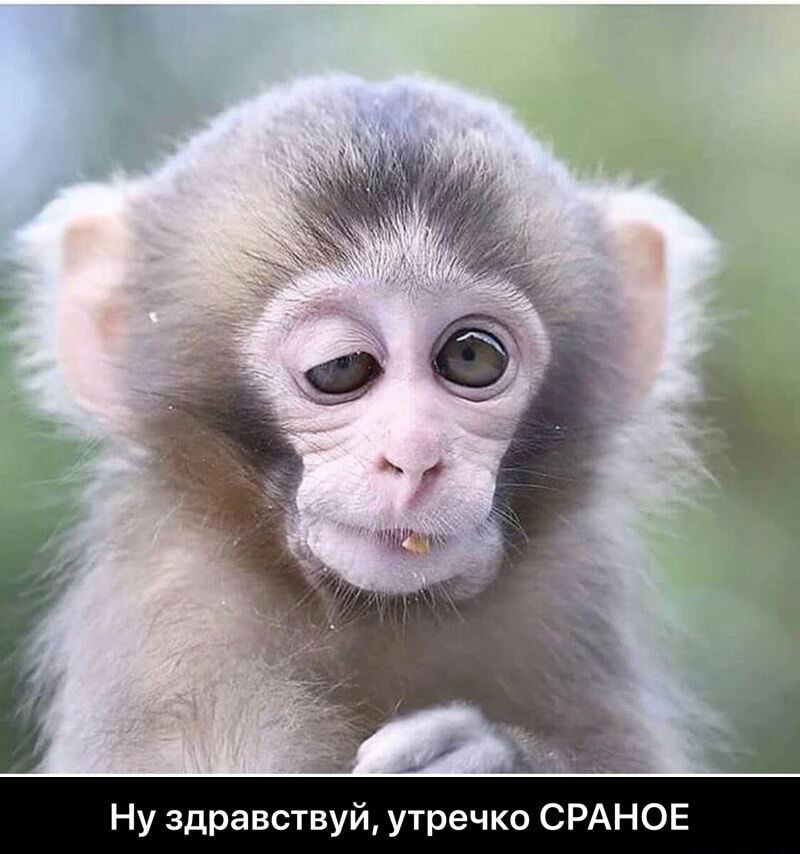 и _в _ Ну здравствуй утречко СРАНОЕ