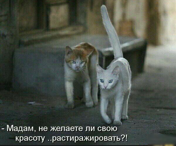 Мадам не желаете пи свою _ красоту растиражировать