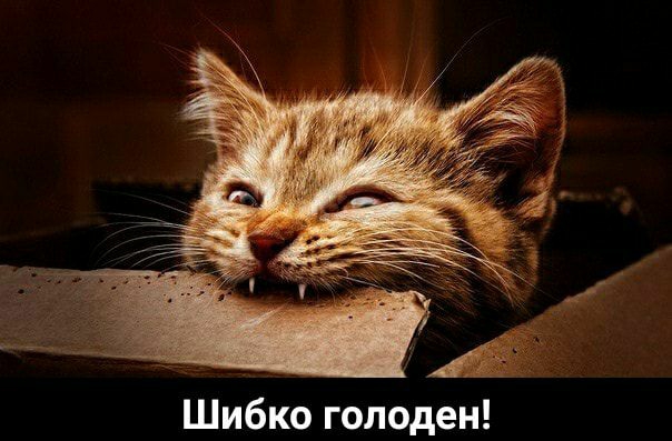 Шибко голоден