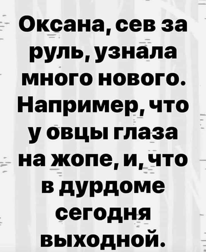Оксана сев за руль узнала много нового Например что у овцы глаза на жопе и что В дУРдоме сегодня выходной