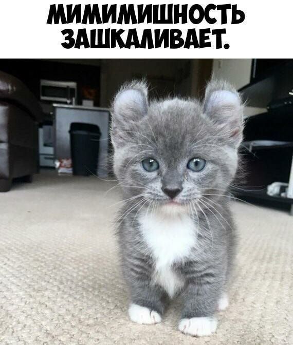 МИМИМИШНОСТЬ ЗАШКМИВАЕТ