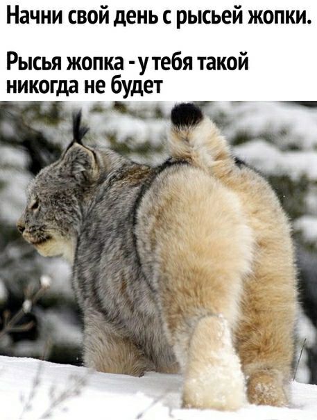 Начни свой день рысьей жопки Рысья жопка у тебя такой никогда не будет