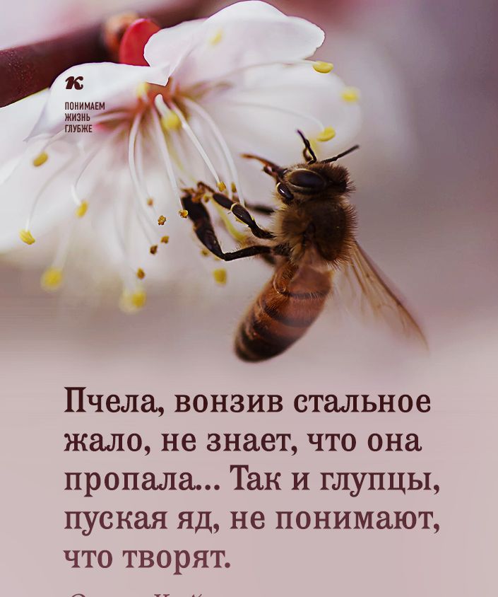 4 к и _ ППИИИАЕМ жизнь глувжк Пчела вонзив стальное жало не знает что она пропала Так и глупцы пуская яд не понимают что творят