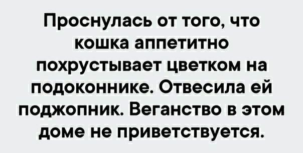 Проснулась от того что кошка аппетитно похрустывает цветком на подоконнике Отвесила ей поджопник Веганство в этом доме не приветствуется