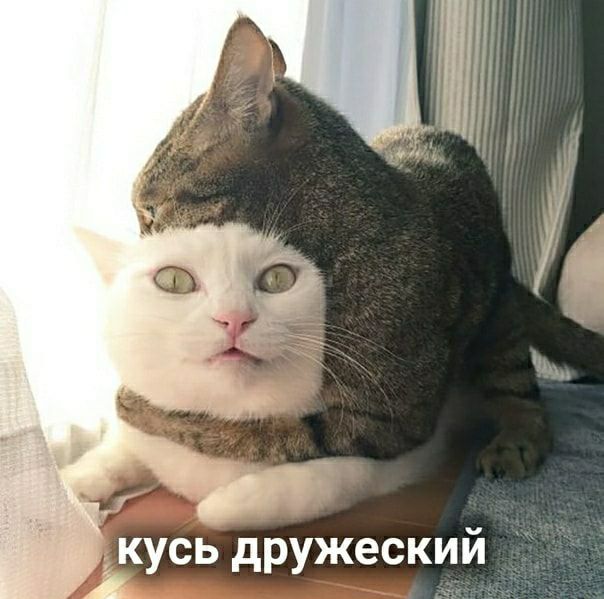 кусь дружеский А