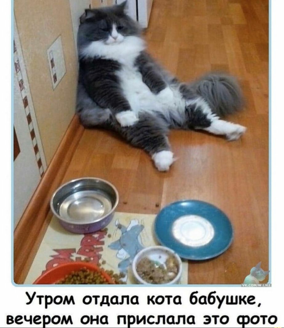 Утром отдала кота бабушке вечером она прислала это фото_