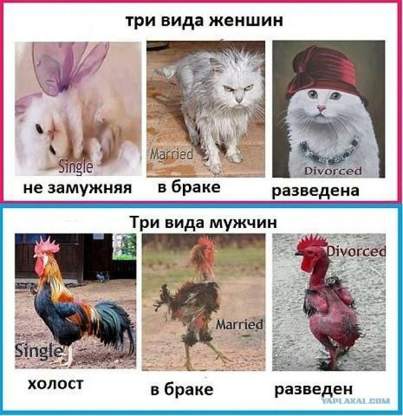 ТРИ вида ЖЕНЩИН 7 ч еф Матей не замужняя в браке ХОЛОСТ