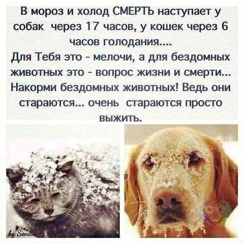 В мороз и холод СМЕРТЬ наступает у собак через 17 часов у кошек через 6 часов голодания Для Тебя это мелочи для бездомных животных это вопрос жизни и смерти Накорми бездомных животных Ведь они стараются очень стараются просто выжить