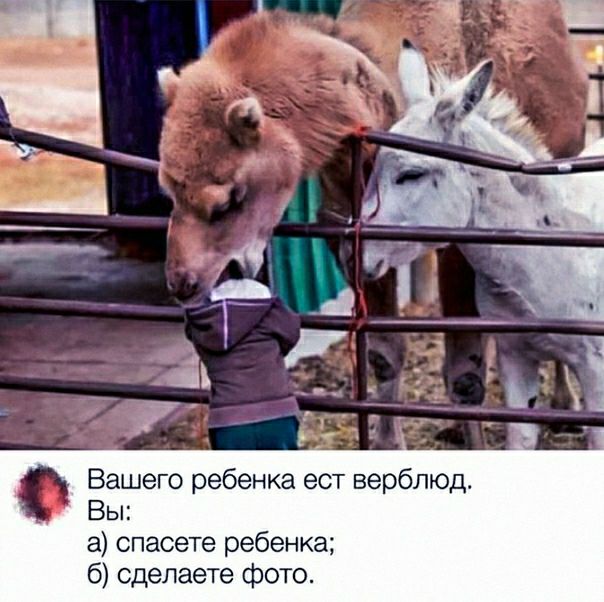 Вашего ребенка ест верблюд Вы а спасете ребенка 6 сделаете фото