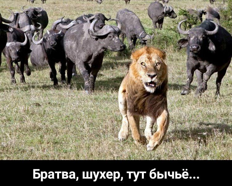 Братва шухер тут бычьё