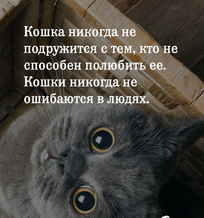 Кошка никогда не подружится с тем кто не способен полюбить ее Кошки никогда не ошибаются В ЛЮДЯХ