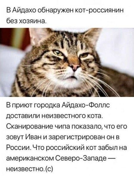 В Айдахо обнаружен кот россиянин без хозяина В приют городка АйдахоФелпс доставили неизвестного кота Сканирование чипа показало что его зовут Иван и зарегистрирован он в России Что российский кот забыл на американском Северо Западе неизвестно с