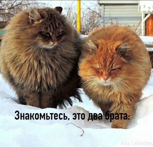 этб Знакомьтесь