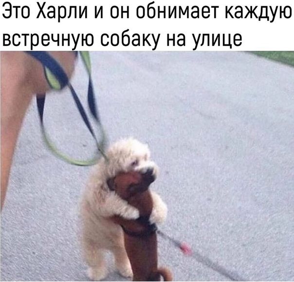 Это Харли и он обнимает каждую встречную собаку на улице
