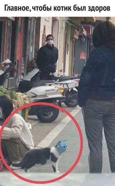Главноечтобы котик был здоров