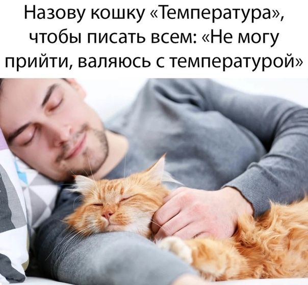 Назову кошку Температура чтобы писать всем Не могу прийти валяюсь с температурой _