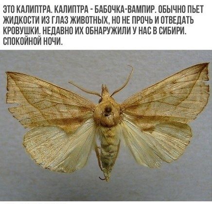 ЗТП КАПИППА КАЛИПЖРА БАБПЧКА ВАМПИР ПБЫЧИП ПЬЕТ ЖИЛКПБТИ ИЗ ГЛАЗ ЖИВОТНЫХ НП НЕ ПРПЧЬ И ПТВЕЛАТЬ КРПВУЩКИ ИЕДАВНП ИХ ОБНАРУЖИЛИ У НМ В СИБИРИ БППКПИНПИ НПЧИ