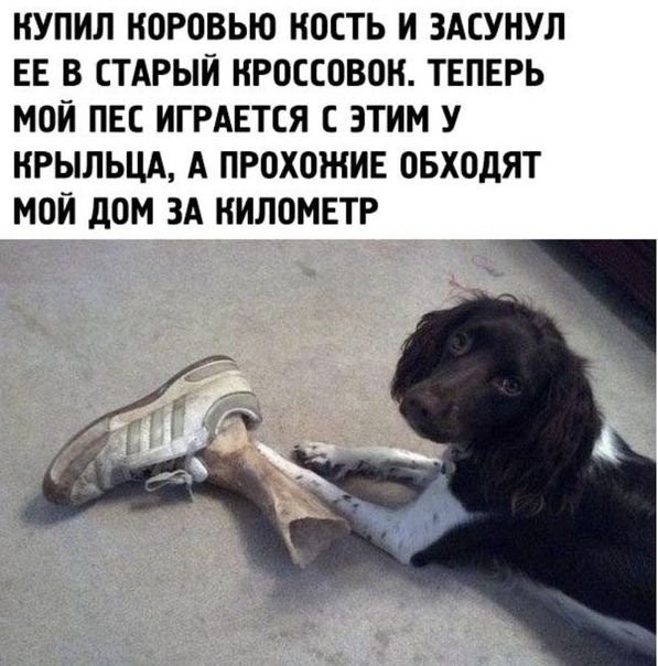 КУПИЛ ИОРОВЬЮ НОСТЬ И ЗАСУНУЛ ЕЕ В СТАРЫЙ НРОССОВОН ТЕПЕРЬ МОИ ПЕС ИГРАЕТЕЯ С ЭТИМ У НРЫЛЬЦА А ПРОХОЖИЕ ОБХОДЯТ МОИ дОМ ЗА НИЛОМЕТР