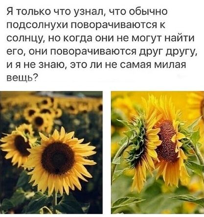 Я только что узнал что обычно подсолнухи поворачиваются к СОЛНЦУ НО КОГДЭ ОНИ не МОГУТ найти его они поворачиваются друг другу и я не знаю это ли не самая милая вещь